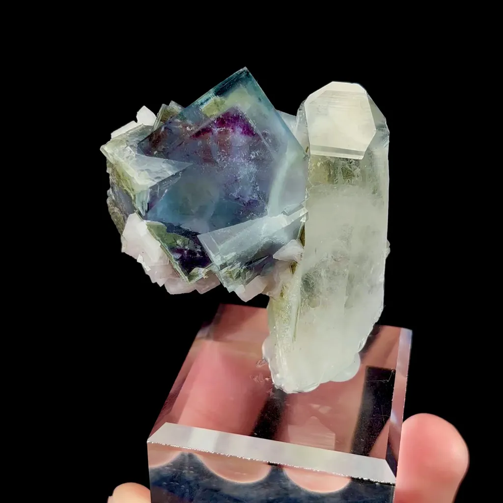 specimen video