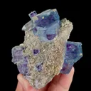 specimen video