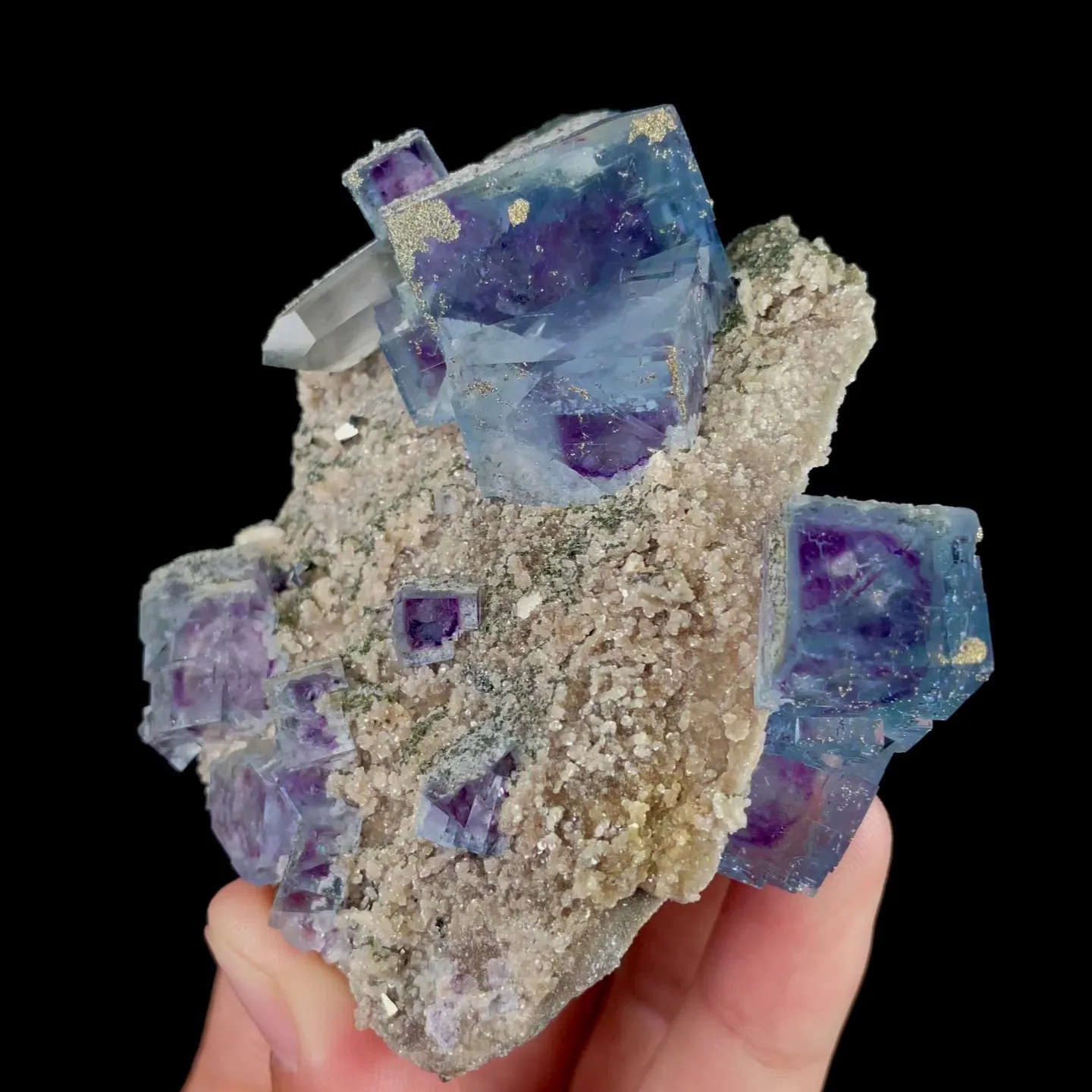 specimen video