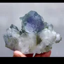 specimen video