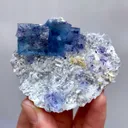 specimen video