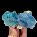 specimen video