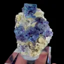 specimen video