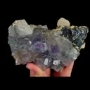 specimen video