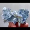 specimen video