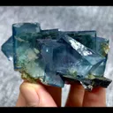 specimen video