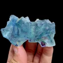 specimen video