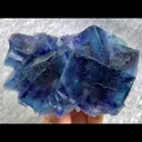 specimen video