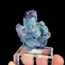 specimen video
