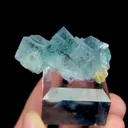 specimen video