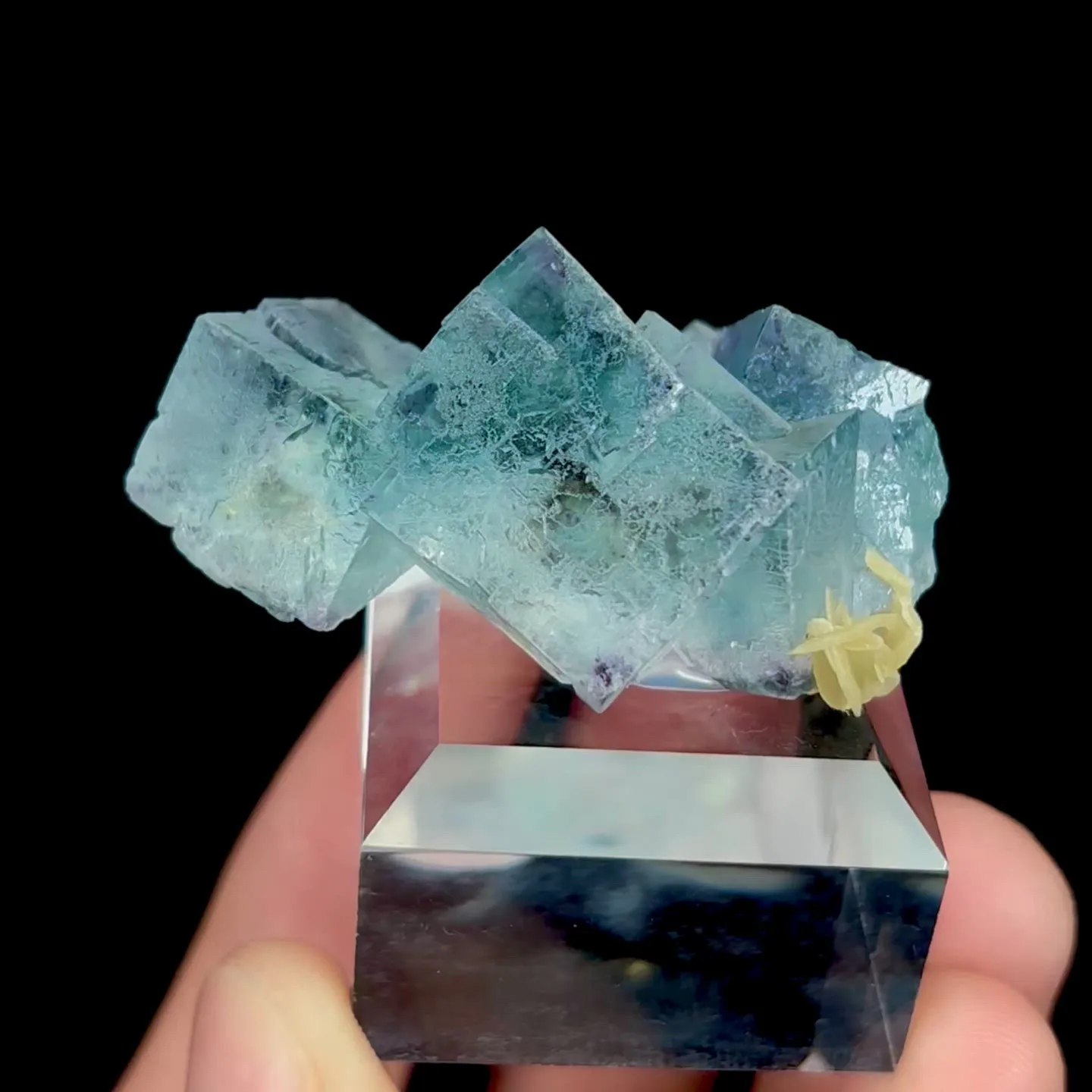 specimen video