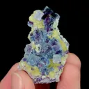 specimen video