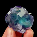 specimen video