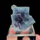 specimen video