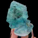 specimen video