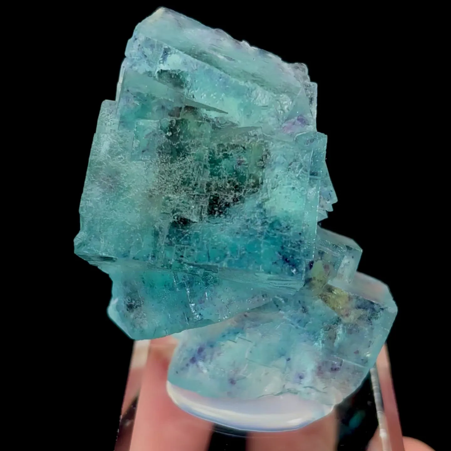 specimen video
