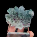 specimen video