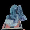 specimen video
