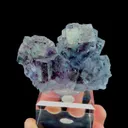 specimen video