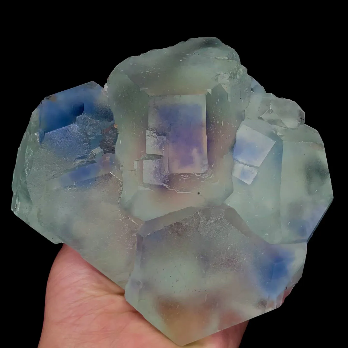 specimen video