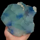 specimen video