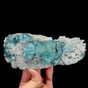 specimen video