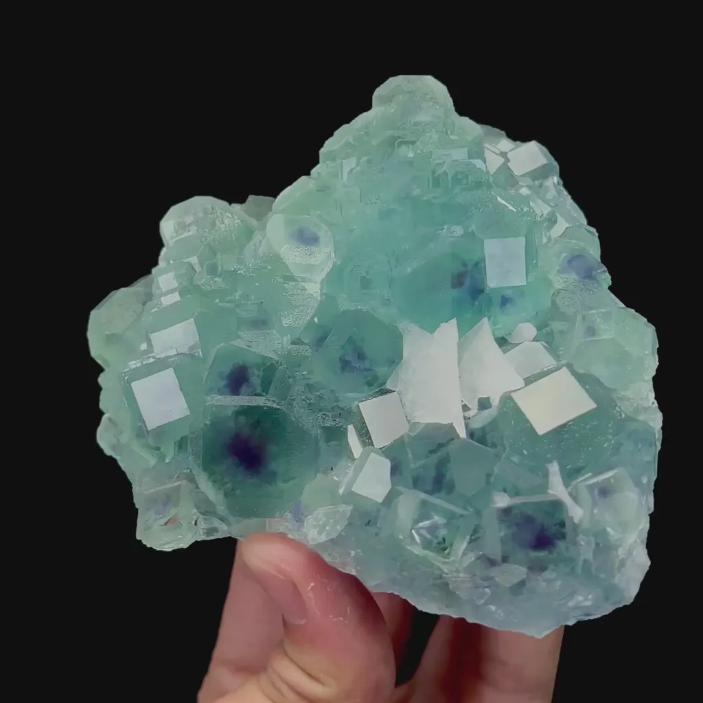 specimen video