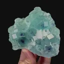 specimen video