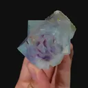 specimen video