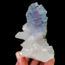 specimen video