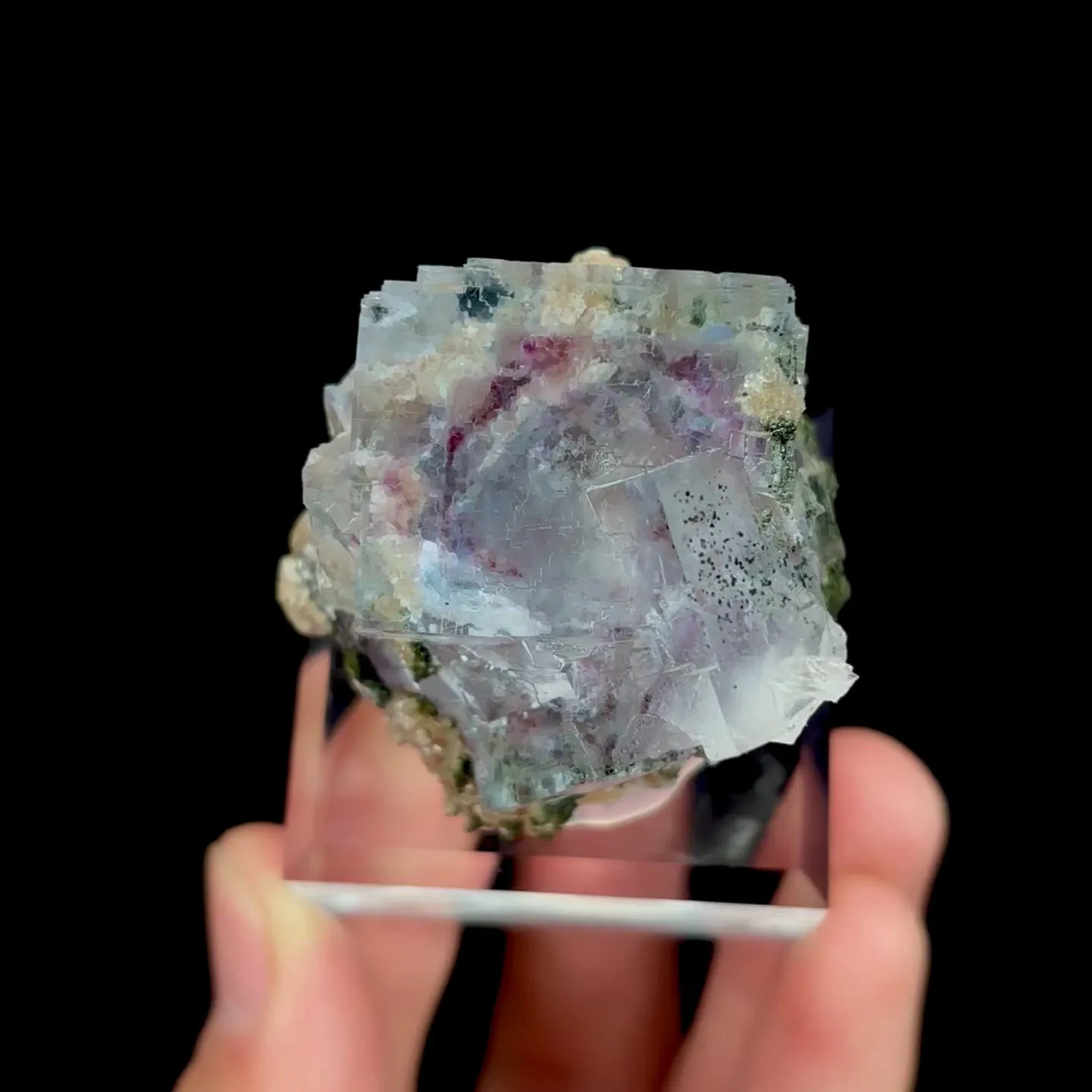 specimen video