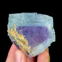 specimen video