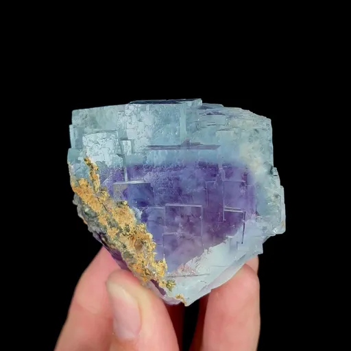 specimen video