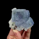 specimen video