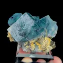 specimen video