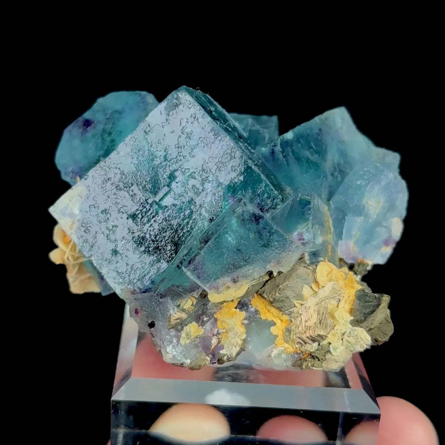specimen video