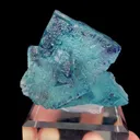 specimen video