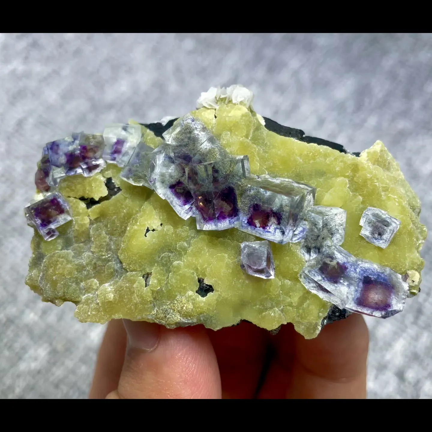 specimen video