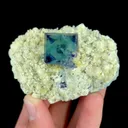 specimen video