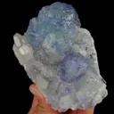 specimen video