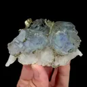 specimen video