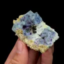 specimen video