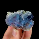 specimen video