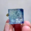 specimen video