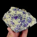 specimen video