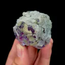 specimen video