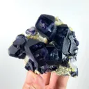 specimen video