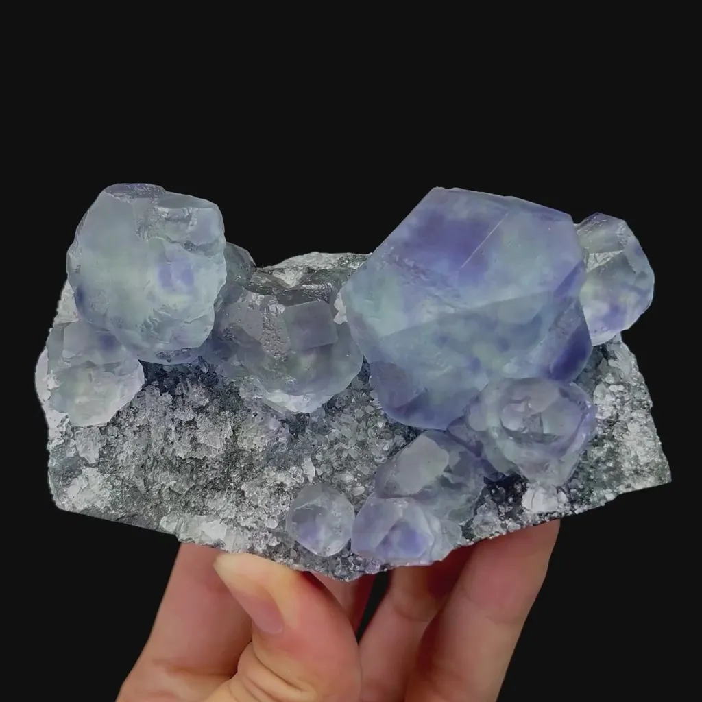 specimen video