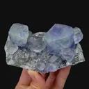 specimen video