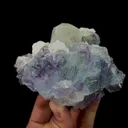 specimen video